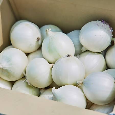 [S&Hファーマー]白たまねぎ5kg