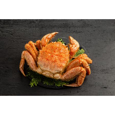 [丸富農水]流氷明け浜ゆで毛ガニ 特大1杯(530g)