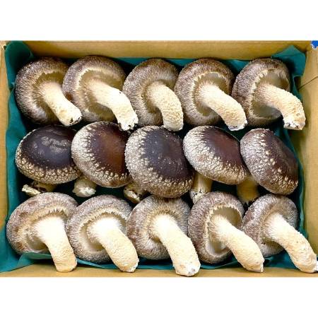 [あしだファーム]肉厚生しいたけ900g