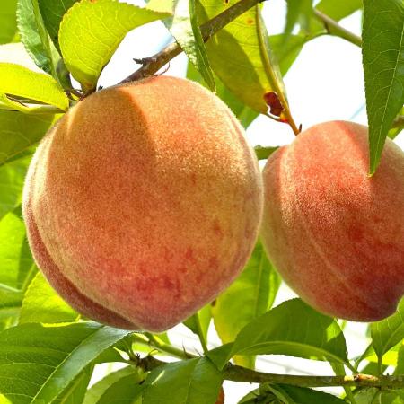 [晴れの実り。とかちもも]温室栽培白桃"はなよめ"[優品]1.5kg(6〜8玉)