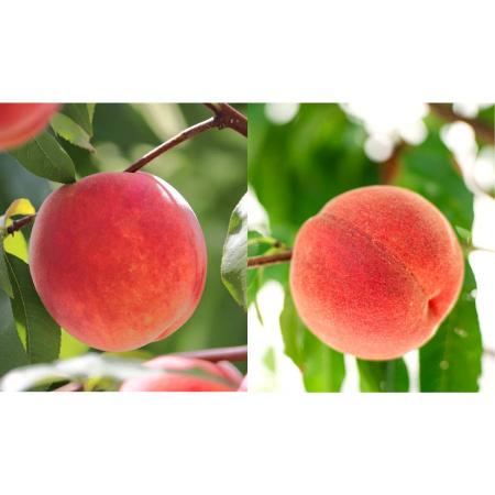 [晴れの実り。とかちもも]白桃&黄桃[優品]2kg