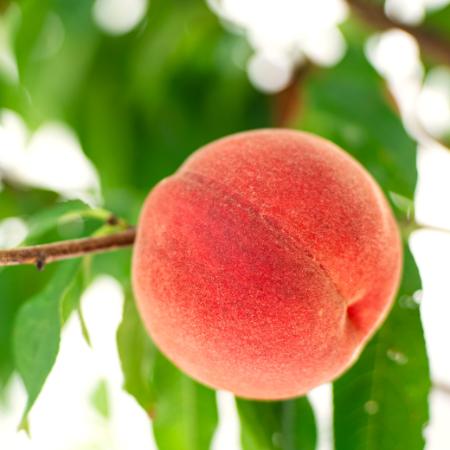 [晴れの実り。とかちもも]白桃[秀品]2kg