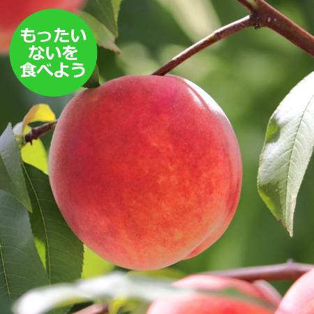[もったいない!を食べよう][晴れの実り。とかちもも]黄桃[訳あり品]2kg