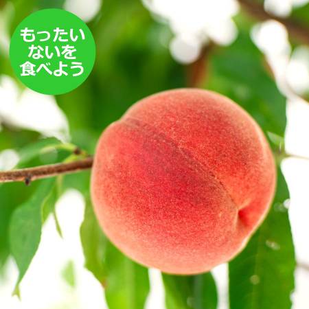 [もったいない!を食べよう][晴れの実り。とかちもも]白桃[訳あり品]2kg