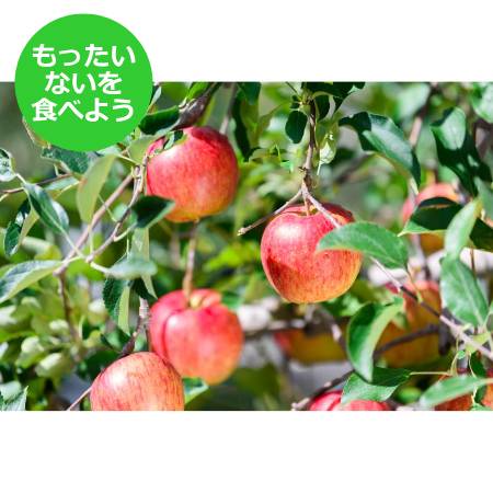 2025年10月発送予定[もったいない!を食べよう]平均糖度12度以上 葉とらずサンつがる3kg