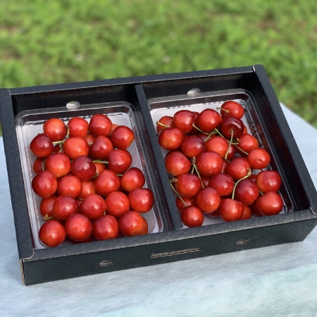 [アンスリーファーム]山形県産 さくらんぼ 紅秀峰 特秀品 バラ詰め 2Lサイズ以上 600g