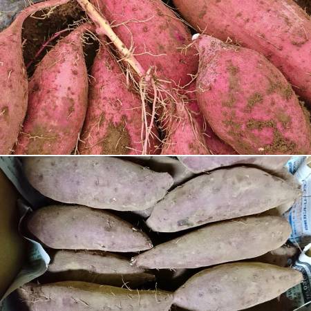 [山一ファーム]熟成紅はるかとシルクスイート 5kg