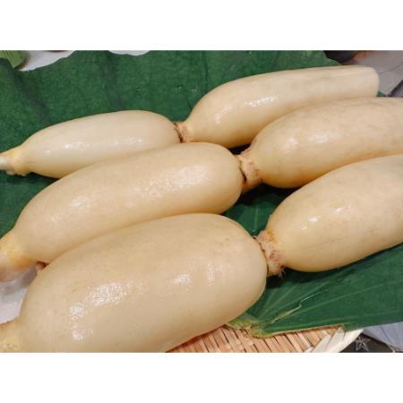 [高須農園]ひかりれんこん4kg(白段ボール入)[三越伊勢丹選定]