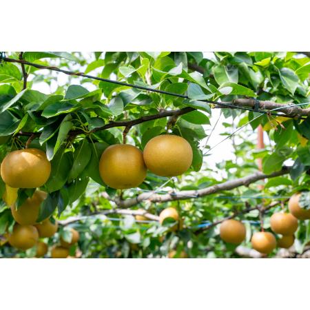 [旭ファーム]新高梨 3kg 贈答用