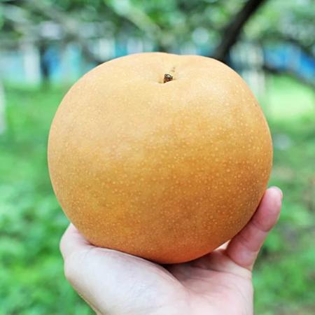 [旭ファーム]新高梨 3kg 贈答用