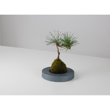 [MYK]KOKEDAMA - kubo / maru