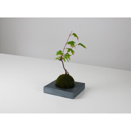 [MYK]KOKEDAMA - kubo / kaku