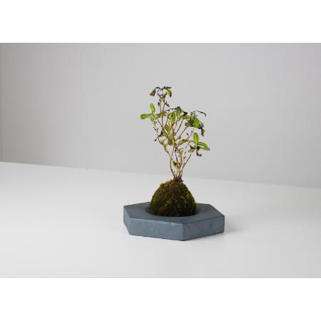 [MYK]KOKEDAMA - kubo / takaku