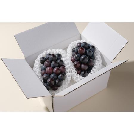 [Bonchi]甲州市産 種無しピオーネ 2房入(900g) 自然農法