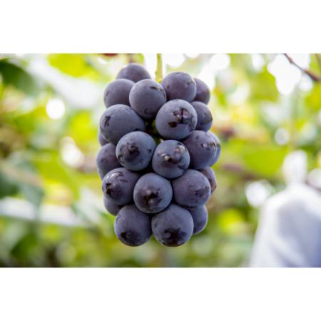 [マルモ秀果園]ナガノパープルと旬のぶどう(品種お任せ) 2房ぶどう2房、合計1.2kg