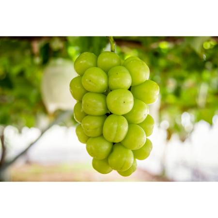 [マルモ秀果園]シャインマスカットと旬のぶどう(品種お任せ) 2房ぶどう2房、合計1.2kg