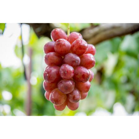 [マルモ秀果園]クイーンルージュと旬のぶどう(品種お任せ) 2房ぶどう2房、合計1.2kg