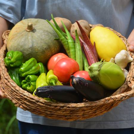 [飛騨高山よしま農園]『高山産』朝獲れ「野菜セット」2〜3人用