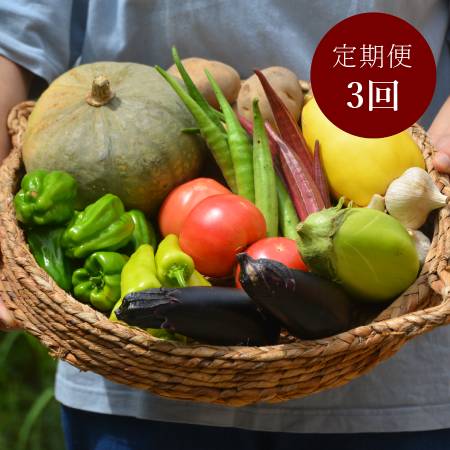 [飛騨高山よしま農園]『高山産』朝獲れ「野菜セット」2〜3人用[3回定期便]定期便7月、8月、9月各1回合計3回