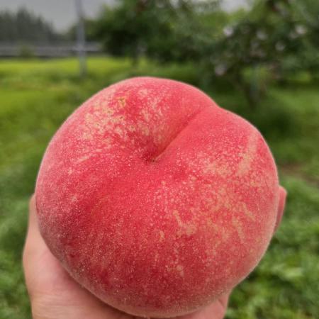 [つむぎ果樹園]飛騨のたからもも「つむぎ」糖度15度以上 1.5kg(4〜8玉)