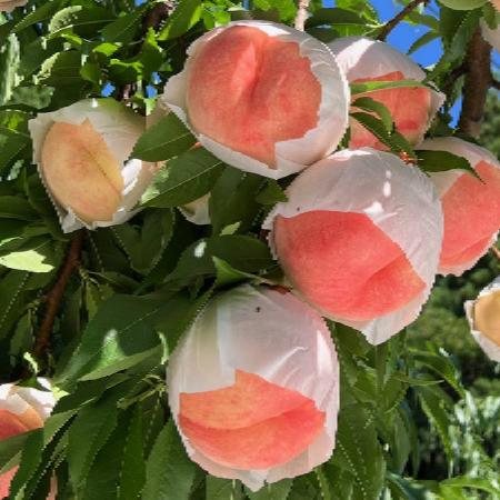 [つむぎ果樹園]飛騨のたからもも「幸茜」糖度15度以上 1.5kg(4〜8玉)