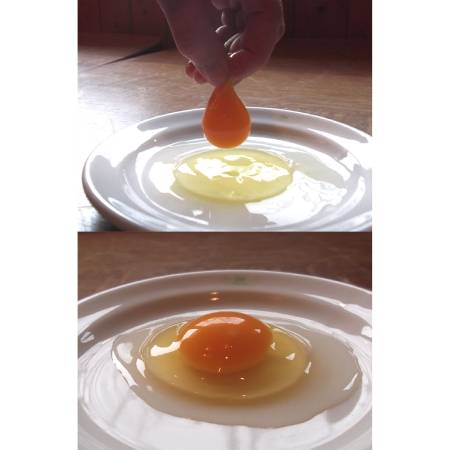 [森のたまご農園]「平飼い卵」24個