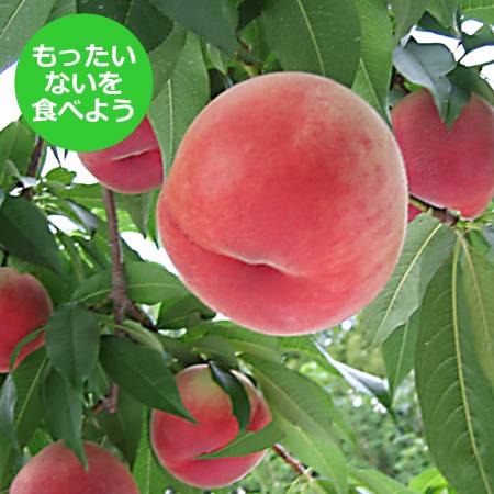 [もったいない!を食べよう]飛騨桃 品種はおまかせ 2.6kg