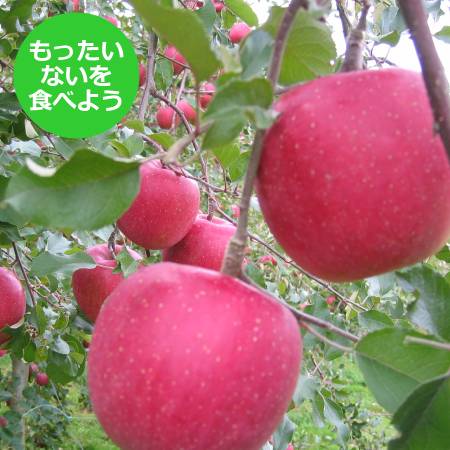 [もったいない!を食べよう]飛騨産りんご 品種はおまかせ2.7kg