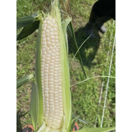 [大橋農園]“糖度19度以上“朝採れとうもろこし「おおもの白」(特大サイズ)4kg