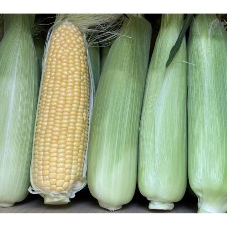 [大橋農園]“糖度18度以上“朝採れとうもろこし「おおもの黄色」(特大サイズ)4kg