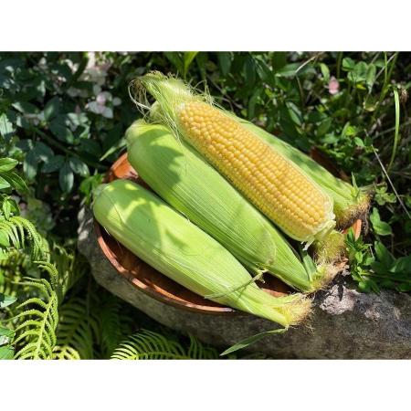 [大橋農園]“糖度19度以上“朝採れとうもろこし「きみひめ」(LLサイズ)4.5kg