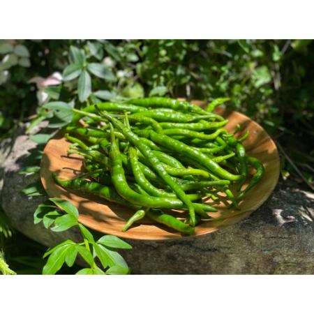 [大橋農園][飛騨美濃伝統野菜]認証「あじめこしょう青唐」1.5kg
