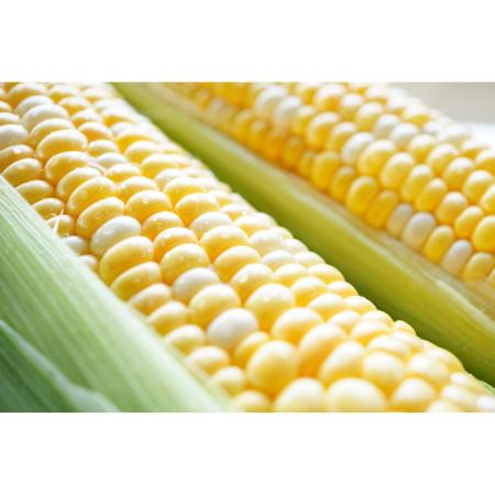 [大橋農園]“朝採れ"高糖度 生食できるとうもろこし 甘々娘(かんかんむすめ)10本