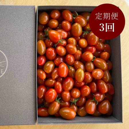 [細野ファーム]ミニトマト「スピカ」800g[3ヵ月定期便]