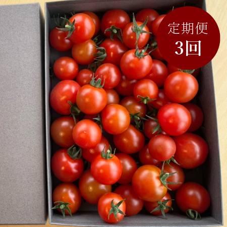 [細野ファーム]完熟「ミニトマト」800g[3ヵ月定期便]