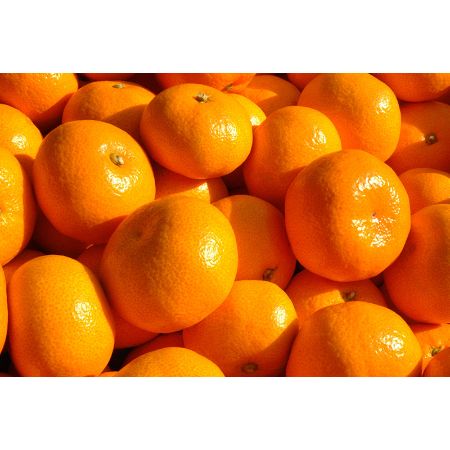 [木負観光みかん園]寿太郎みかん 3kg贈答用M〜Lサイズ