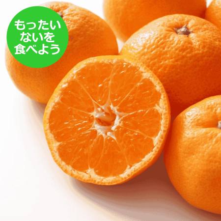[もったいない!を食べよう][木負観光みかん園]寿太郎みかん5kg