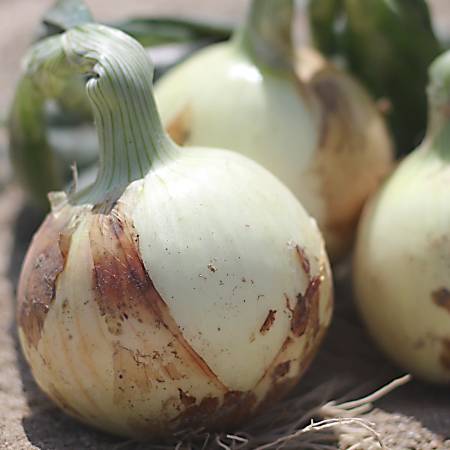 [杉中園芸]玉ねぎ「真玉」5kg