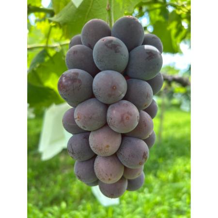 [小川ぶどう園]特撰「巨峰」(種無し)2房