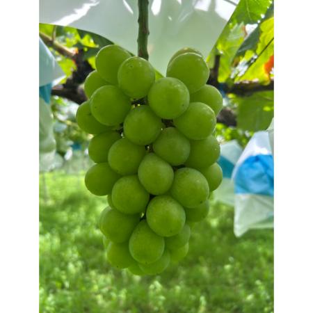 [小川ぶどう園]特撰「黄玉」(種無し)2房