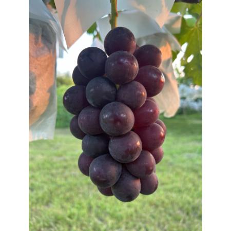 [小川ぶどう園]特撰「ブラックビート」(種無し)2房