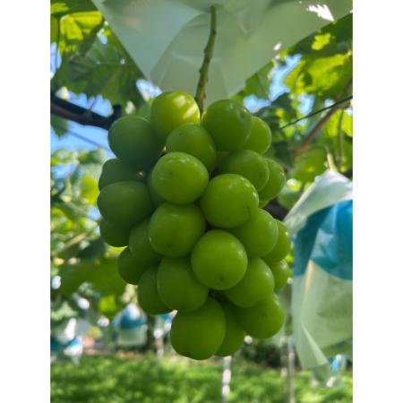 [小川ぶどう園]特撰「シャインマスカット」(種無し)2房