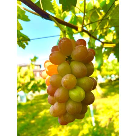 [小川ぶどう園]特撰「スカーレット」(種無し)2房