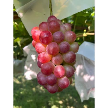 [小川ぶどう園]「コトピー」(種無し)2房