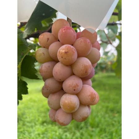 [小川ぶどう園]特撰「クイーンニーナ」(種無し)2房