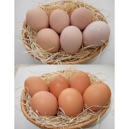 [山田養鶏]「名古屋コーチン卵」&「赤玉元気卵」各15個(計30個)