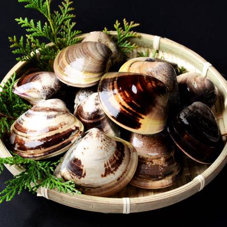 [桑名はまぐり屋]桑名産「はまぐり」10年もの500gx2(計1kg)