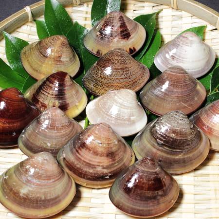 [桑名はまぐり屋]桑名産「はまぐり」6〜12年もの(サイズ不揃い)500gx2(計1kg)