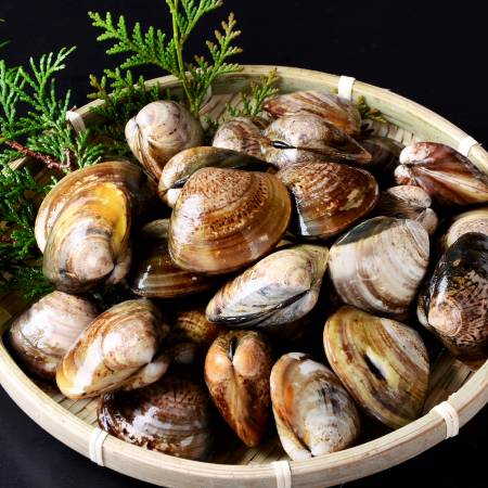 [桑名はまぐり屋]蓄養「はまぐり」3年もの500gx2(計1kg)