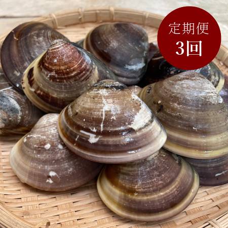 [丸元水産]桑名産「蛤」(大サイズ)500g[3ヵ月定期便]12月開始